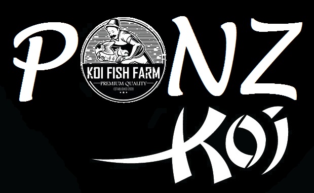 Ponz Koi